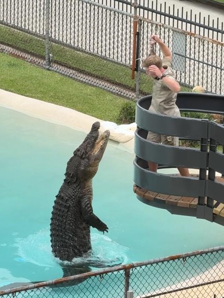 Crocodile feeding